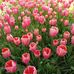 Marge Lee - Facebook