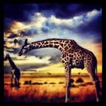 Margie Shaffer - @namespoon - Instagram