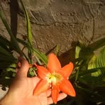 Marge Silva - Facebook