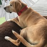 Marge Todd - @adam.ryan.50746444 - Instagram