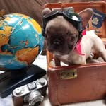 Margie Warren - @sheldonfrenchie1 - Instagram
