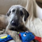Marge & Fran - @margeandfran_irish_wolfhounds - Instagram