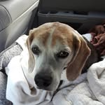 marge bauer - @norsidegal - Instagram