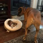 @margieandbaxter - Instagram