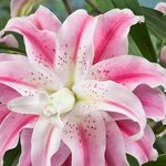 Margie Blooms - @margieblooms - Instagram