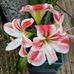 Margie Conner - Facebook