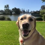 Margie Ebert - @margie_thenoblegoldenlab - Instagram
