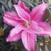 Margie Greene - Facebook