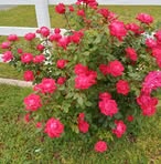Margie Kirkpatrick - Facebook
