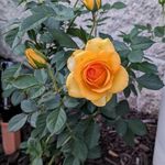 Margie Lowe - @margie.lowe.10 - Instagram