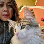 lou_margie_mainecoons - @lou_margie_mainecoon - Instagram