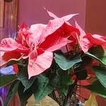 Margie Morrison - @margiemorrison6006 - Instagram