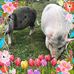 Margaret Pack - Facebook