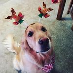 Marguerite - @margie_princess_golden - Instagram