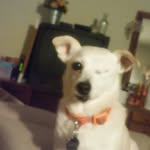 Margie Pyle - @love_my_fur_baby - Instagram