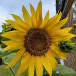 Margie Reece - @reecefamilyfarm - Instagram
