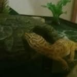 Margarine- Margie for short 😎 - @margie_the_gecko - Instagram