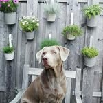 Margie - @margie.silverlab - Instagram