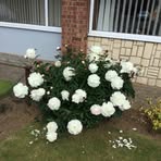 Margaret Smithson - Facebook
