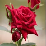 Margie Smithson - Facebook