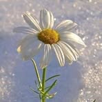 Margit Fodor - Facebook