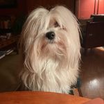 Margo Baxter - @mochithedogcat - Instagram