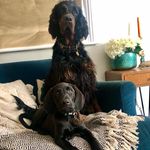 Margot & Baxter - @margotandbaxter - Instagram