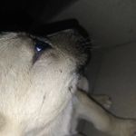 My name is Margo.               My name is Berry - @pitbull.margo - Instagram