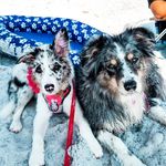 Margo & Nora - Blue Merle Girls - @adventureswithmargoandnora - Instagram