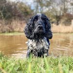 Margo - @margo_the_blue_roan_cocker - Instagram