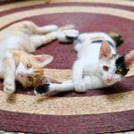 Bowen & Margo - @beautifulsnoozers - Instagram