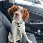 Margo 🐶 - @margostarr_thebrittany - Instagram