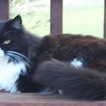 Margo Brock - @margo10cats - Instagram