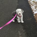 Margo🐶 - @margo.carr - Instagram