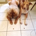 Margo Chow & Carson Pittie - @margo_carson - Instagram