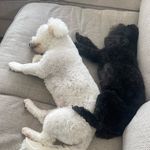 Margot and Casper - @margotandcasperduo - Instagram