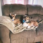 The Life of Chase and Margo🐾 - @chase_margo_adventures - Instagram