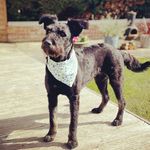 🐾Margo- Pumi Cross 🐾 - @margo_the_serbian_street_dog - Instagram