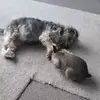 MARGO CURRY - @margo.curry - TikTok
