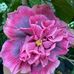 Margo Curtis - Facebook