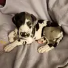 Margo The Great - @margo.the.great.dane - TikTok