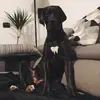 Margot l'alano - @margot_greatdane - TikTok