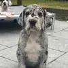 Margotgreatdane - @margotgreatdane - TikTok