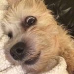 Margo and Walter Davidson - @margo_and_walter_dandie_pupps - Instagram