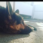 Floyd11 - @floyd_and_margo - Instagram