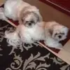 margotgriffith613 - @margotgriffith613 - TikTok
