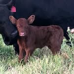margohayes - @vitulusnativeangus - Instagram