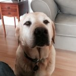 Margo Schiffner Henderson - @sadiemae12 - Instagram