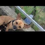margo hicks - @that_chihuahua_margo - Instagram