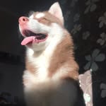 @margo.husky - Instagram